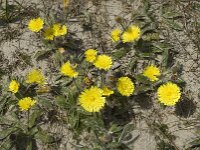 Pilosella officinarum 11, Muizenoor, Saxifraga-Jan van der Straaten