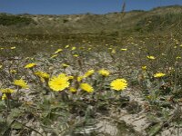 Pilosella officinarum 12, Muizenoor, Saxifraga-Jan van der Straaten