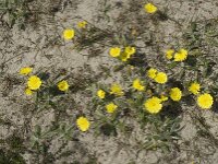 Pilosella officinarum 13, Muizenoor, Saxifraga-Jan van der Straaten