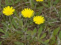 Pilosella officinarum 14, Muizenoor, Saxifraga-Kees Marijnissen