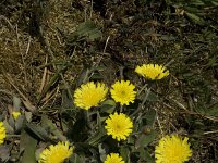 Pilosella officinarum 15, Muizenoor, Saxifraga-Jan van der Straaten