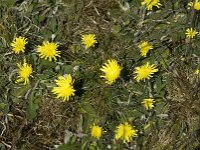 Pilosella officinarum 2, Muizenoor, Saxifraga-Jan van der Straaten