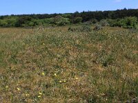 Pilosella officinarum 21, Muizenoor, Saxifraga-Hans Boll