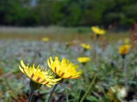 Pilosella officinarum 23, Muizenoor, Saxifraga-Ed Stikvoort