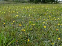 Pilosella officinarum 28, Muizenoor, Saxifraga-Rutger Barendse