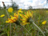 Pilosella officinarum 29, Muizenoor, Saxifraga-Rutger Barendse