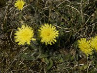 Pilosella officinarum 3, Muizenoor, Saxifraga-Jan van der Straaten