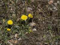 Pilosella officinarum 31, Muizenoor, Saxifraga-Jan van der Straaten