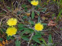 Pilosella officinarum 33, Muizenoor, Saxifraga-Ed Stikvoort