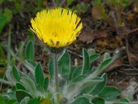 Pilosella officinarum 34, Muizenoor, Saxifraga-Ed Stikvoort
