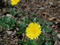 Pilosella officinarum 35, Muizenoor, Saxifraga-Ed Stikvoort