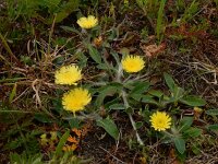 Pilosella officinarum 36, Muizenoor, Saxifraga-Peter Meininger
