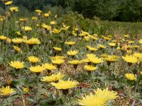 Pilosella officinarum 39, Muizenoor, Saxifraga-Ed Stikvoort