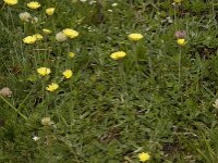 Pilosella officinarum 4, Muizenoor, Saxifraga-Willem van Kruijsbergen