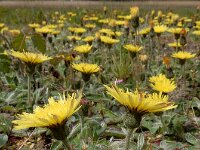 Pilosella officinarum 40, Muizenoor, Saxifraga-Ed Stikvoort