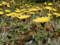 Pilosella officinarum 41, Muizenoor, Saxifraga-Ed Stikvoort
