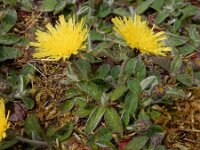 Pilosella officinarum 42, Muizenoor, Saxifraga-Ed Stikvoort