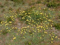 Pilosella officinarum 43, Muizenoor, Saxifraga-Ed Stikvoort