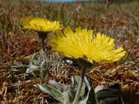 Pilosella officinarum 44, Muizenoor, Saxifraga-Ed Stikvoort