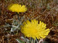 Pilosella officinarum 45, Muizenoor, Saxifraga-Ed Stikvoort