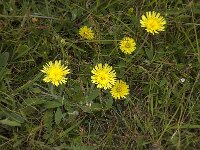 Pilosella officinarum 46, Muizenoor, Saxifraga-Jan van der Straaten