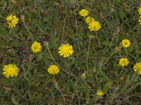 Pilosella officinarum 47, Muizenoor, Saxifraga-Jan van der Straaten