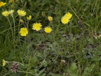 Pilosella officinarum 5, Muizenoor, Saxifraga-Willem van Kruijsbergen