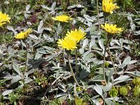 Pilosella officinarum 53, Muizenoor, Saxifraga-Harry Jans