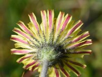 Pilosella officinarum 54, Muizenoor, Saxifraga-Sonja Bouwman