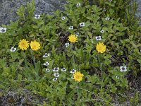 Pilosella officinarum 55, Muizenoor, Saxifraga-Willem van Kruijsbergen