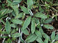 Pilosella officinarum 7, Muizenoor, Saxifraga-Jan van der Straaten