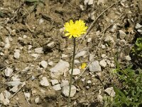 Pilosella officinarum 8, Muizenoor, Saxifraga-Marijke Verhagen