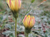 Pilosella officinarum 9, Muizenoor, Saxifraga-Rutger Barendse