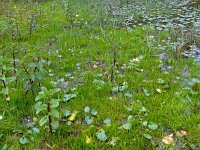 Pilularia globulifera 31, Pilvaren, Saxifraga-Hans Grotenhuis