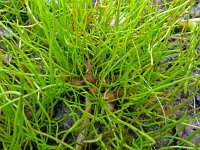 Pilularia globulifera 32, Pilvaren, Saxifraga-Hans Grotenhuis