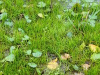 Pilularia globulifera 33, Pilvaren, Saxifraga-Hans Grotenhuis