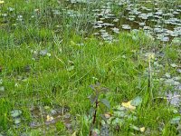 Pilularia globulifera 34, Pilvaren, Saxifraga-Hans Grotenhuis