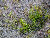 Pilularia globulifera 35, Pilvaren, Saxifraga-Hans Grotenhuis