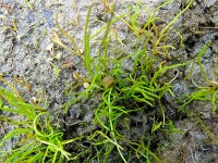 Pilularia globulifera 36, Pilvaren, Saxifraga-Hans Grotenhuis