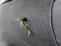 Pilularia globulifera 37, Pilvaren, Saxifraga-Michiel Drok