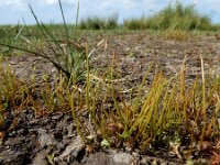Pilularia globulifera 38, Pilvaren, Saxifraga-Ed Stikvoort : Halsters Laag A900