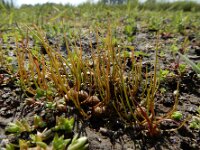 Pilularia globulifera 39, Pilvaren, Saxifraga-Ed Stikvoort : Halsters Laag A900