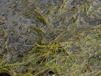 Pilularia globulifera 5, Pilvaren, Saxifraga-Willem van Kruijsbergen