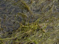 Pilularia globulifera 6, Pilvaren, Saxifraga-Willem van Kruijsbergen