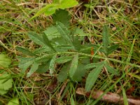 Pimpinella saxifraga 14, Kleine bevernel, Saxifraga-Ed Stikvoort : Rotterdam - Schiedam - Delft