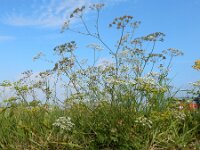 Pimpinella saxifraga 15, Kleine bevernel, Saxifraga-Ed Stikvoort