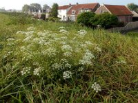 Pimpinella saxifraga 16, Kleine bevernel, Saxifraga-Ed Stikvoort