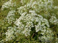 Pimpinella saxifraga 17, Kleine bevernel, Saxifraga-Ed Stikvoort