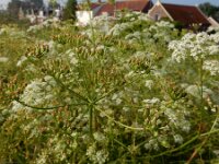 Pimpinella saxifraga 18, Kleine bevernel, Saxifraga-Ed Stikvoort