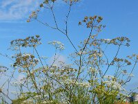 Pimpinella saxifraga 19, Kleine bevernel, Saxifraga-Ed Stikvoort